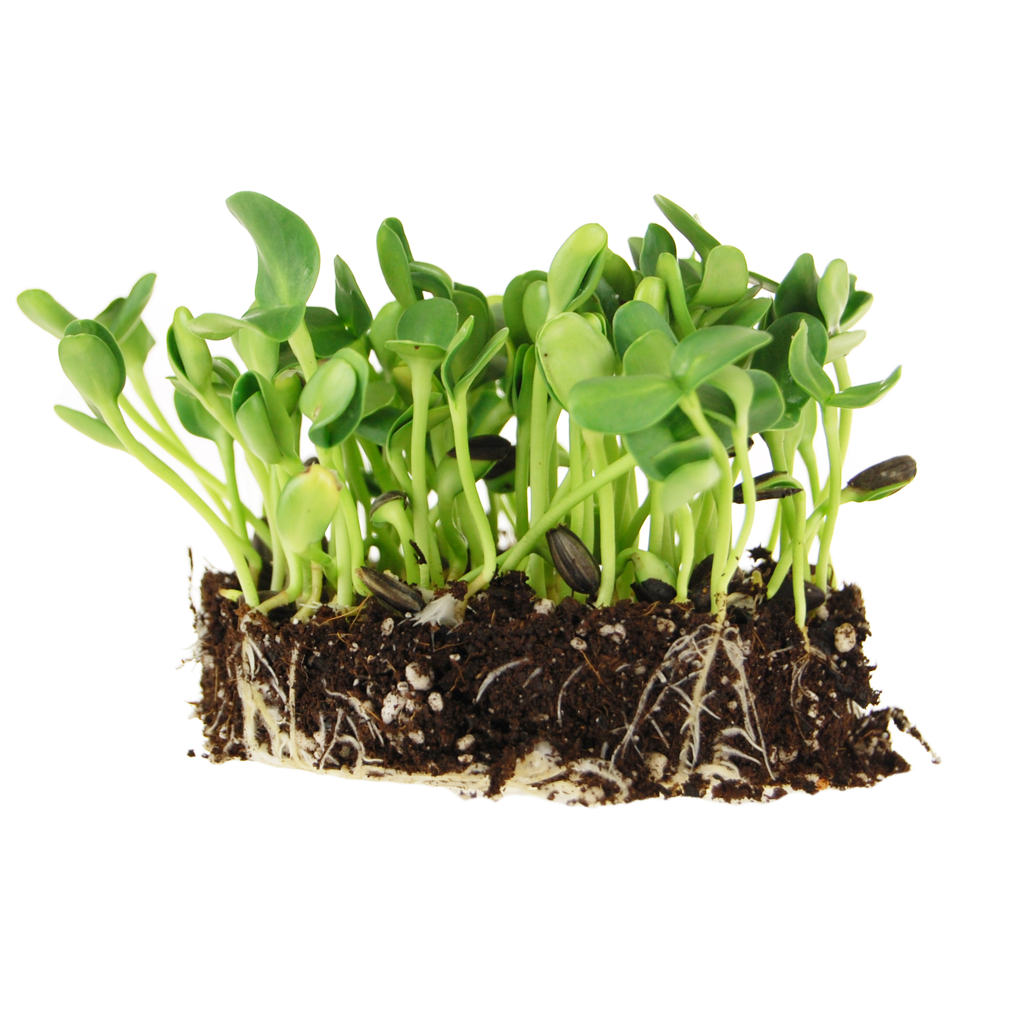 Sunflower Microgreens Seeds - 5 Lb ~40,000 Seeds - Bulk Sun Flower Micro Greens - Buy Non-GMO Helianthus annuus Farm & Gardening